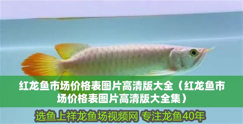 紅龍魚(yú)市場(chǎng)價(jià)格表圖片高清版大全（紅龍魚(yú)市場(chǎng)價(jià)格表圖片高清版大全集）
