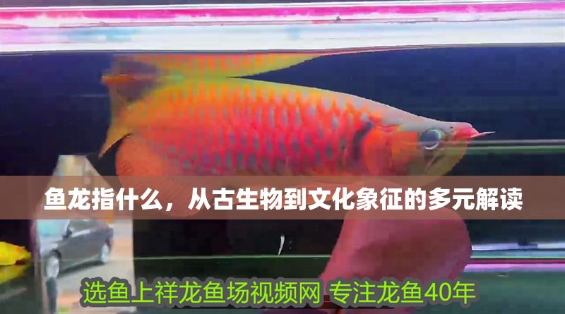 魚龍指什么，從古生物到文化象征的多元解讀