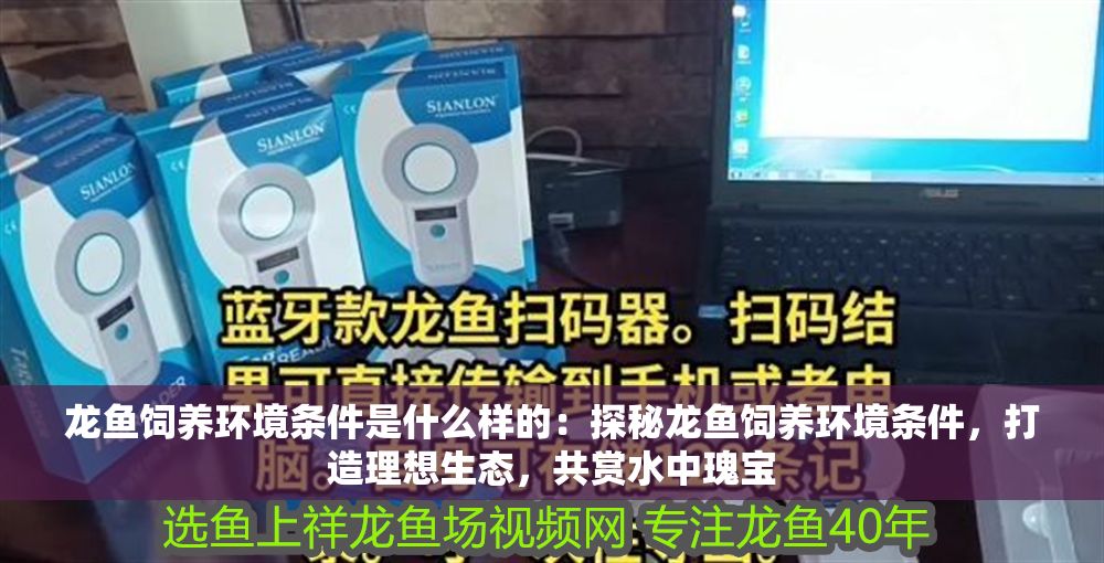 龍魚飼養(yǎng)環(huán)境條件是什么樣的：探秘龍魚飼養(yǎng)環(huán)境條件，打造理想生態(tài)，共賞水中瑰寶