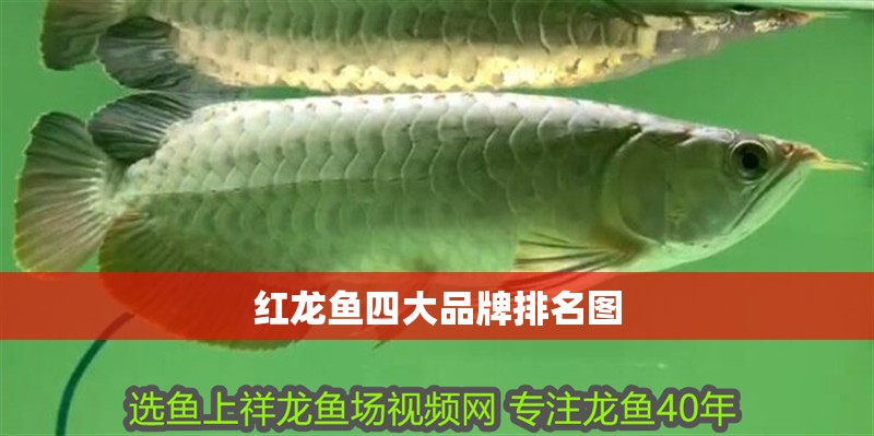 紅龍魚四大品牌排名圖