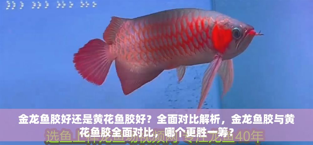 金龍魚膠好還是黃花魚膠好？全面對比解析，金龍魚膠與黃花魚膠全面對比，哪個更勝一籌？