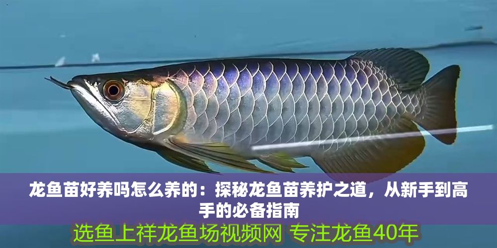 龍魚苗好養嗎怎么養的：探秘龍魚苗養護之道，從新手到高手的必備指南