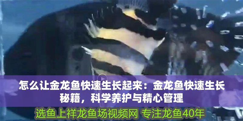 怎么讓金龍魚快速生長起來：金龍魚快速生長秘籍，科學(xué)養(yǎng)護(hù)與精心管理