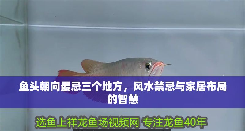 魚頭朝向最忌三個(gè)地方，風(fēng)水禁忌與家居布局的智慧