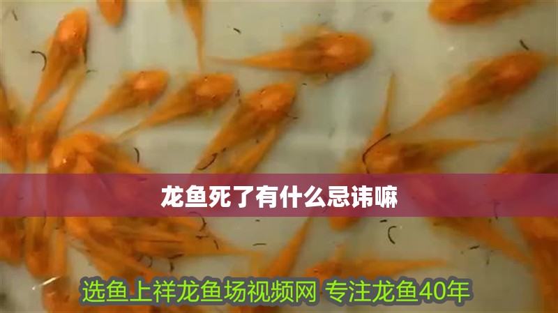 龍魚死了有什么忌諱嘛