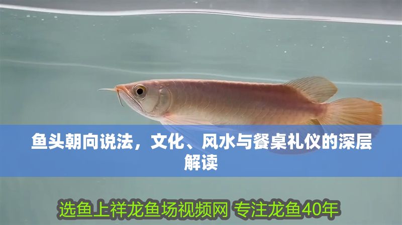 魚頭朝向說法，文化、風水與餐桌禮儀的深層解讀 魚頭朝向說法，文化、風水與餐桌禮儀的深層解讀 龍魚百科 第1張