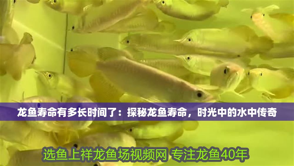 龍魚壽命有多長時間了：探秘龍魚壽命，時光中的水中傳奇
