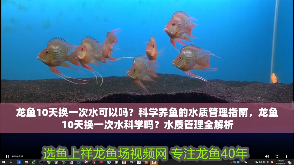 龍魚10天換一次水可以嗎？科學養魚的水質管理指南，龍魚10天換一次水科學嗎？水質管理全解析