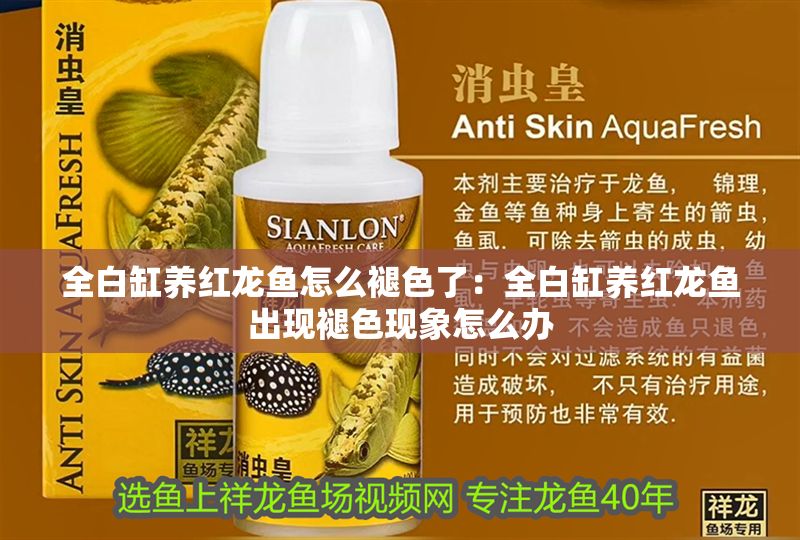 全白缸養(yǎng)紅龍魚怎么褪色了：全白缸養(yǎng)紅龍魚出現(xiàn)褪色現(xiàn)象怎么辦 全白缸養(yǎng)紅龍魚怎么褪色了：全白缸養(yǎng)紅龍魚出現(xiàn)褪色現(xiàn)象怎么辦 龍魚百科 第2張