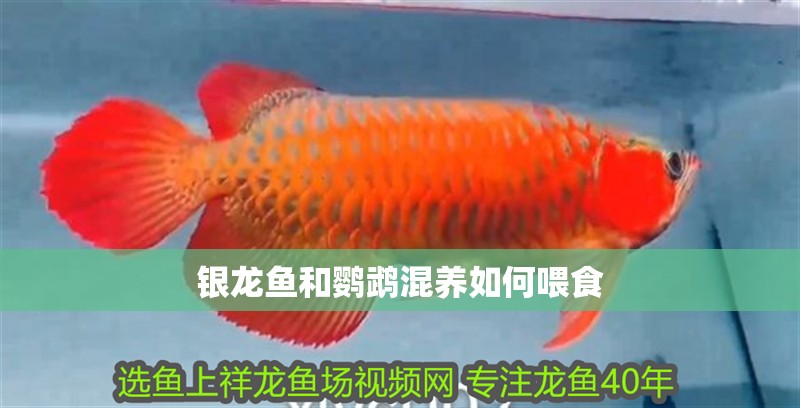 銀龍魚和鸚鵡混養(yǎng)如何喂食