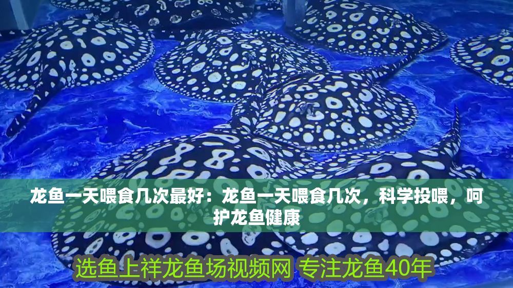 龍魚一天喂食幾次最好：龍魚一天喂食幾次，科學投喂，呵護龍魚健康