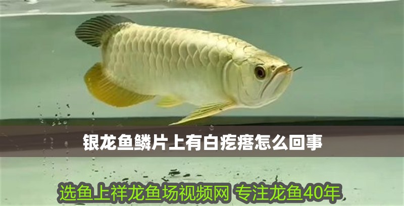 銀龍魚鱗片上有白疙瘩怎么回事
