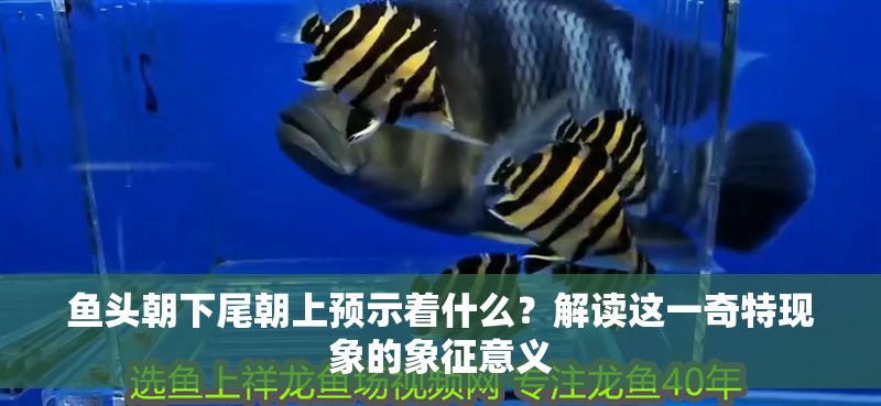 魚頭朝下尾朝上預示著什么？解讀這一奇特現象的象征意義