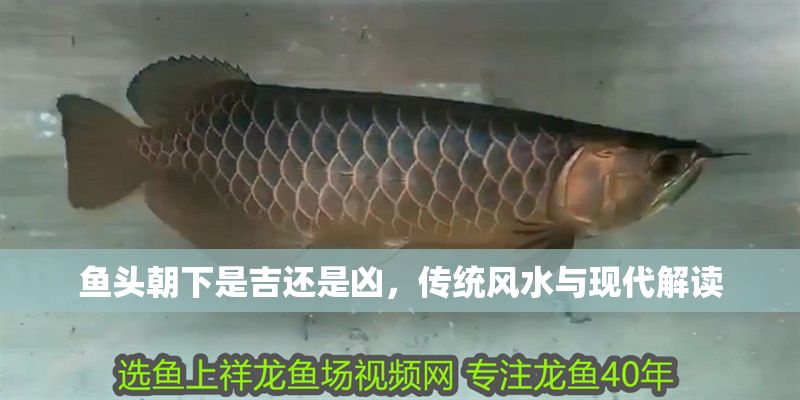 魚頭朝下是吉還是兇，傳統風水與現代解讀