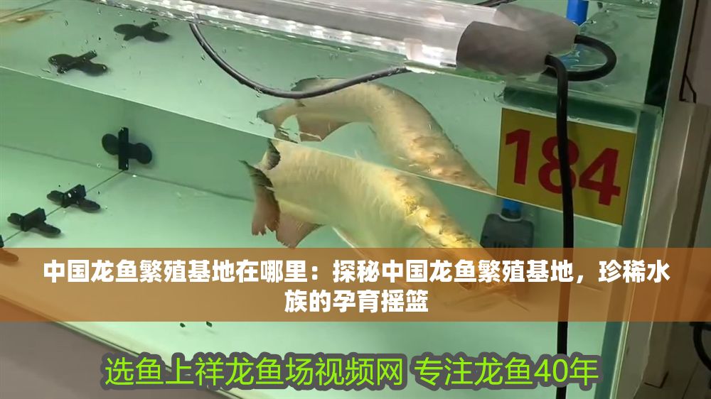 中國龍魚繁殖基地在哪里：探秘中國龍魚繁殖基地，珍稀水族的孕育搖籃