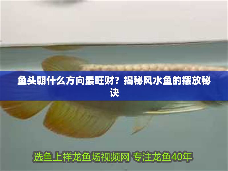 魚頭朝什么方向最旺財？揭秘風水魚的擺放秘訣