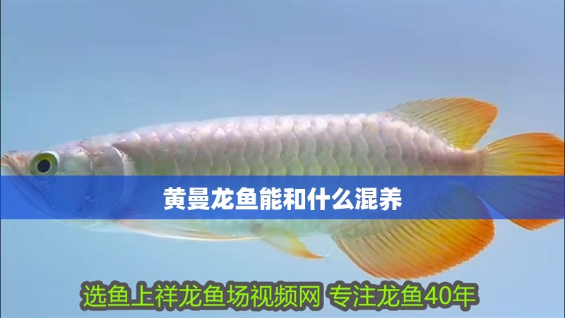 黃曼龍魚能和什么混養