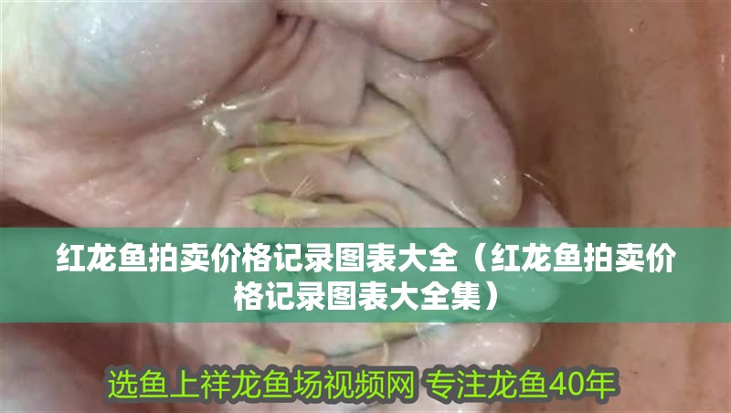 紅龍魚拍賣價格記錄圖表大全（紅龍魚拍賣價格記錄圖表大全集）