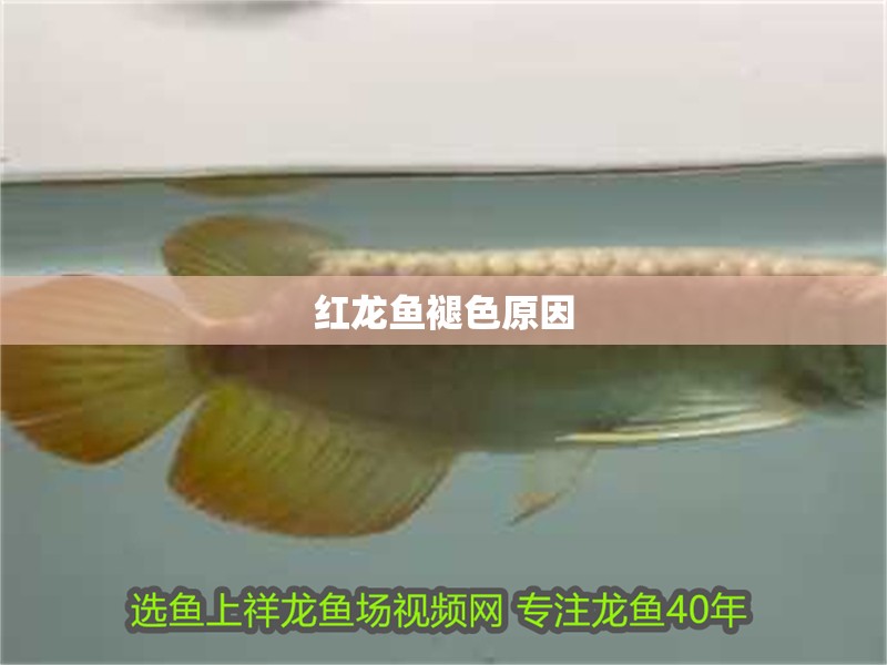紅龍魚褪色原因