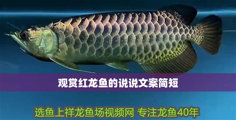 觀賞紅龍魚的說說文案簡短