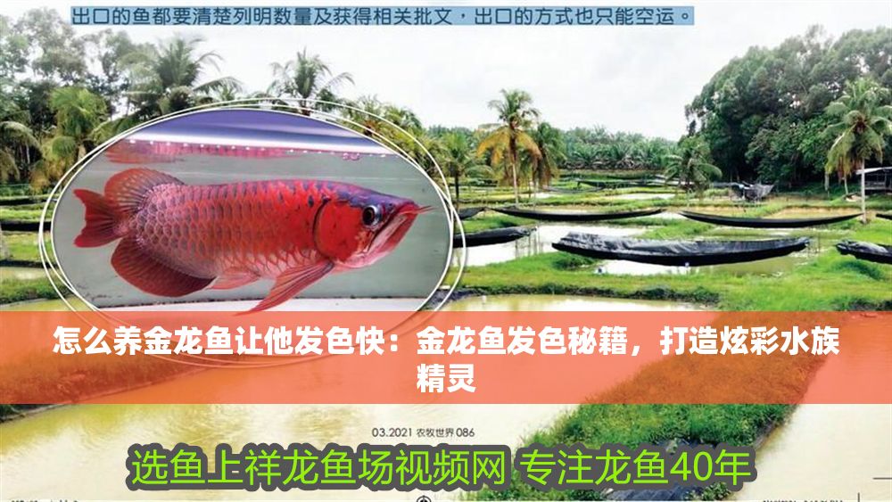怎么養金龍魚讓他發色快：金龍魚發色秘籍，打造炫彩水族精靈