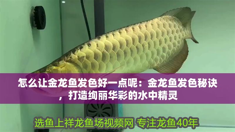 怎么讓金龍魚發色好一點呢：金龍魚發色秘訣，打造絢麗華彩的水中精靈