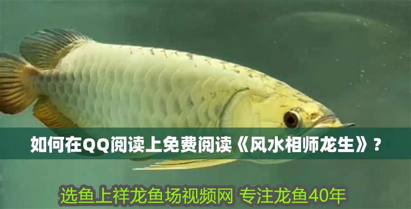 如何在QQ閱讀上免費閱讀《風(fēng)水相師龍生》？