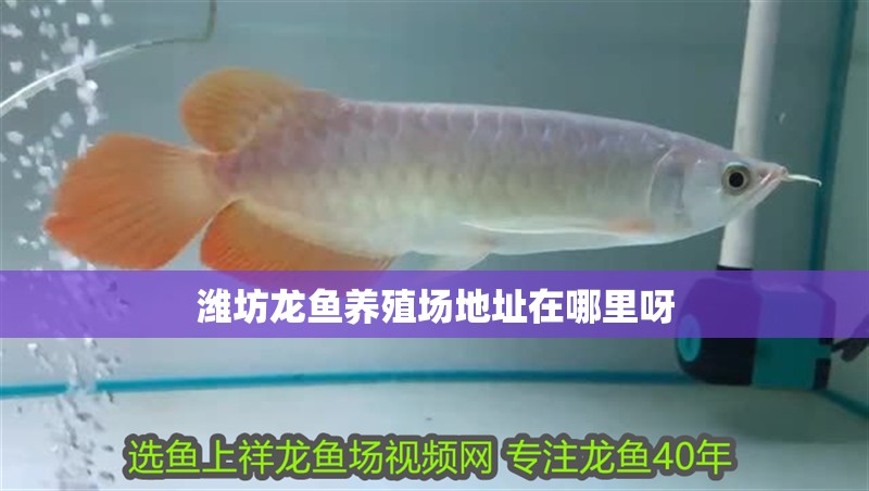 濰坊龍魚養殖場地址在哪里呀