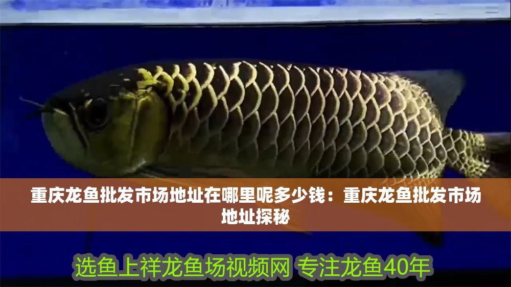 重慶龍魚批發市場地址在哪里呢多少錢：重慶龍魚批發市場地址探秘