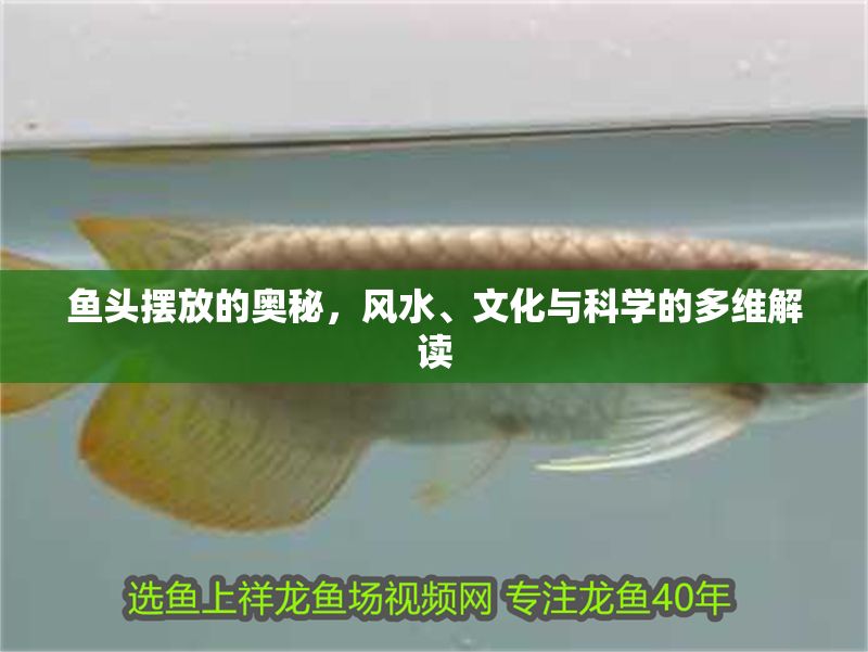 魚頭擺放的奧秘，風水、文化與科學的多維解讀