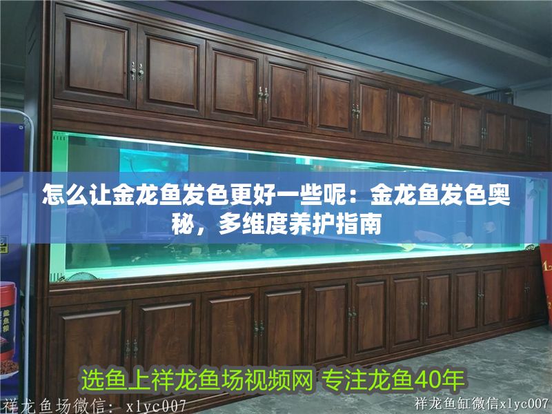 怎么讓金龍魚發色更好一些呢：金龍魚發色奧秘，多維度養護指南