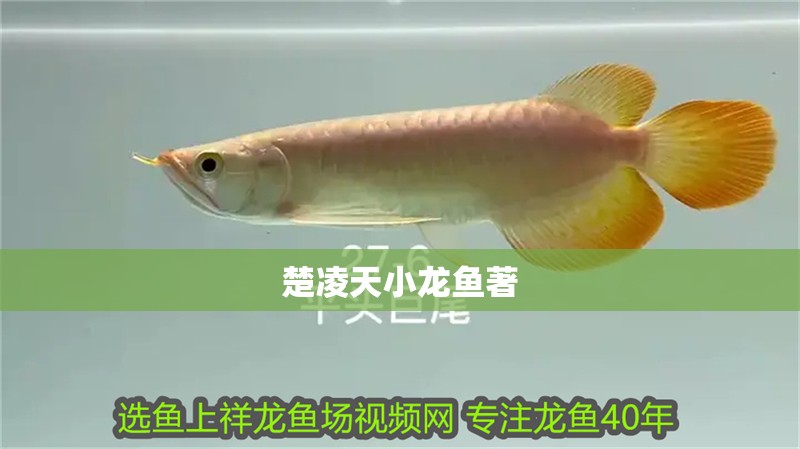 楚凌天小龍魚著