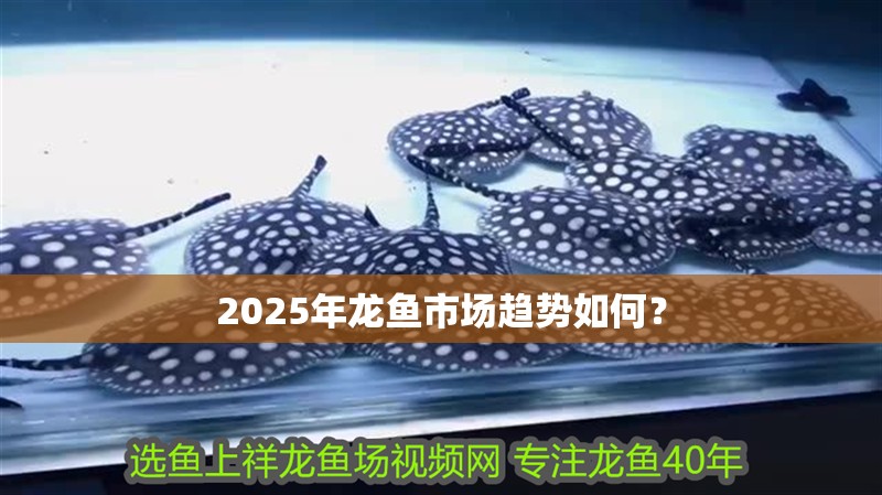 2025年龍魚市場趨勢如何？