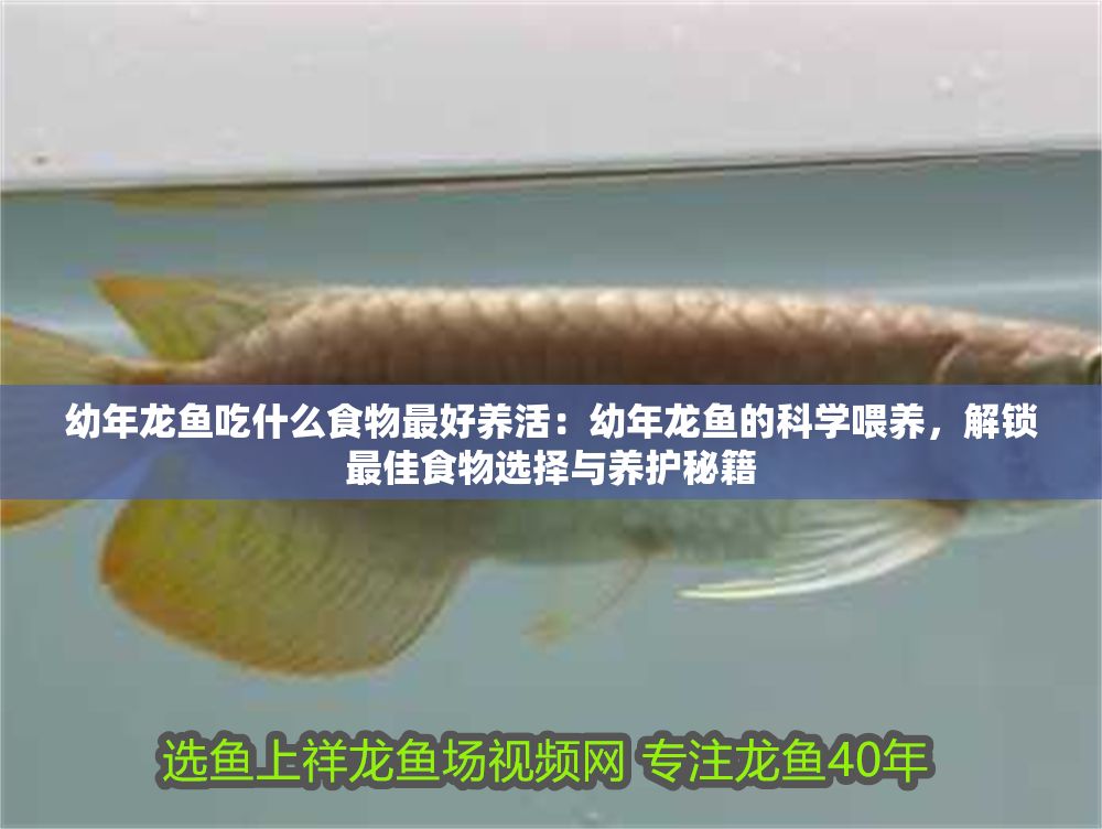 幼年龍魚吃什么食物最好養活：幼年龍魚的科學喂養，解鎖最佳食物選擇與養護秘籍