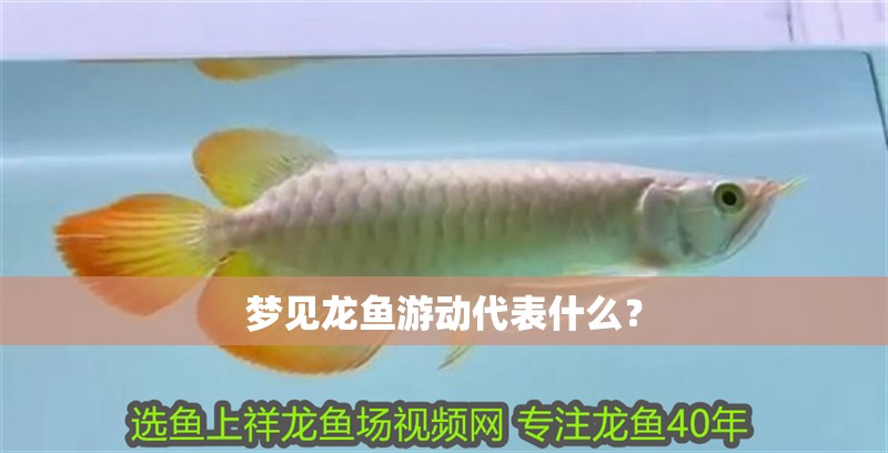 夢見龍魚游動代表什么？