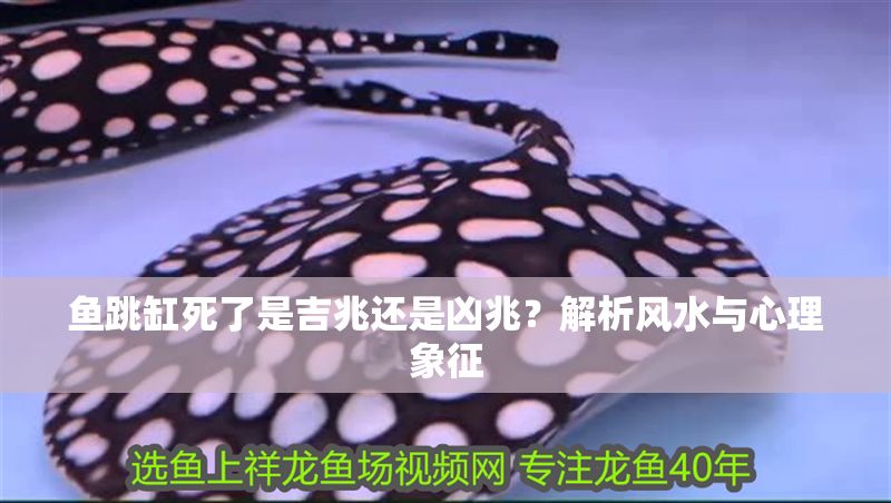 魚跳缸死了是吉兆還是兇兆？解析風水與心理象征