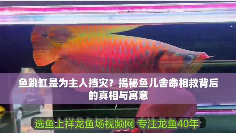魚跳缸是為主人擋災？揭秘魚兒舍命相救背后的真相與寓意