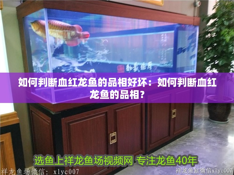 如何判斷血紅龍魚的品相好壞：如何判斷血紅龍魚的品相？