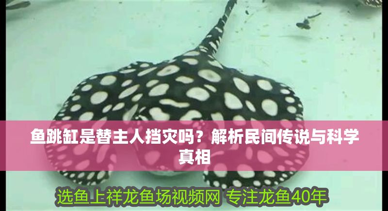 魚跳缸是替主人擋災嗎？解析民間傳說與科學真相