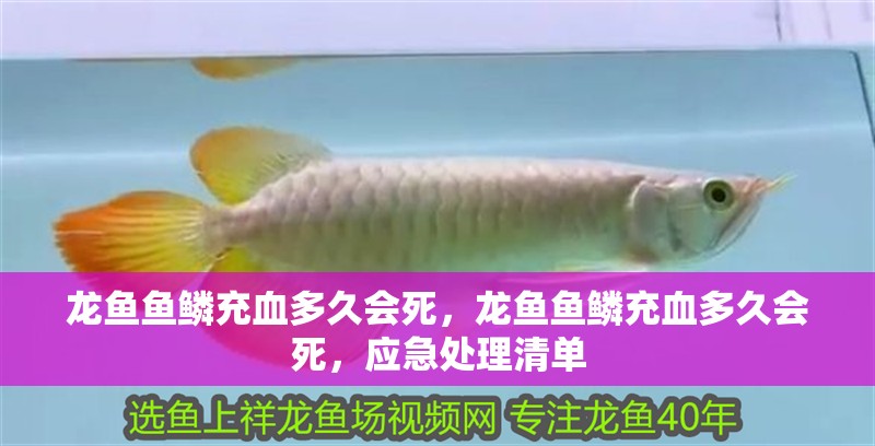 龍魚魚鱗充血多久會死，龍魚魚鱗充血多久會死，應急處理清單