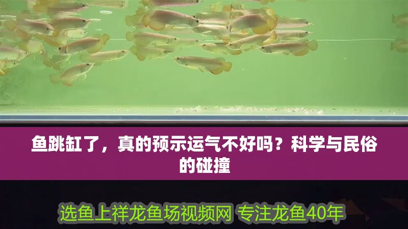 魚跳缸了，真的預示運氣不好嗎？科學與民俗的碰撞