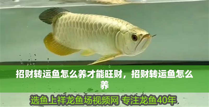 招財轉運魚怎么養才能旺財，招財轉運魚怎么養