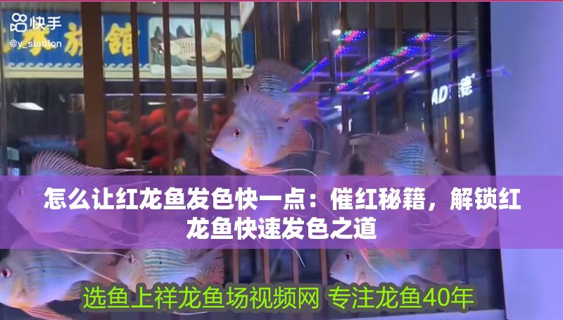 怎么讓紅龍魚發色快一點：催紅秘籍，解鎖紅龍魚快速發色之道