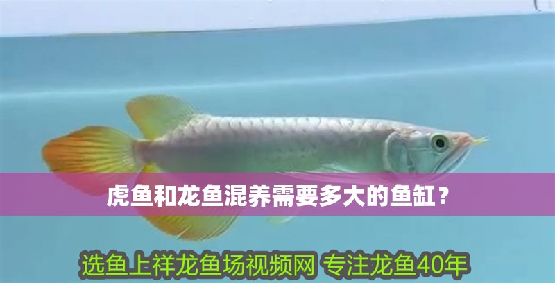 虎魚和龍魚混養需要多大的魚缸？