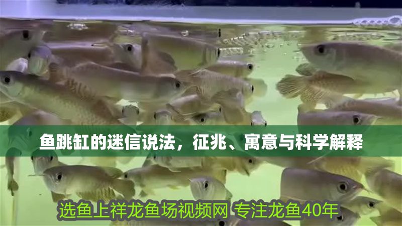 魚跳缸的迷信說法，征兆、寓意與科學解釋