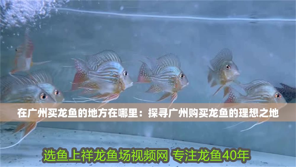 在廣州買龍魚的地方在哪里：探尋廣州購買龍魚的理想之地