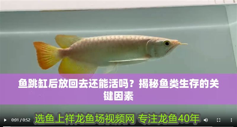 魚跳缸后放回去還能活嗎？揭秘魚類生存的關鍵因素