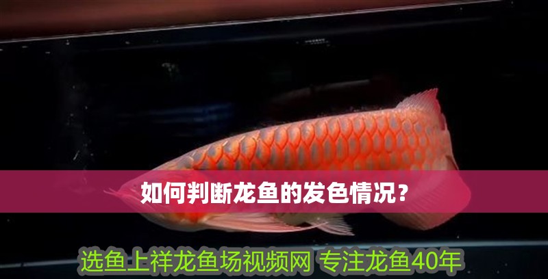 如何判斷龍魚的發(fā)色情況？
