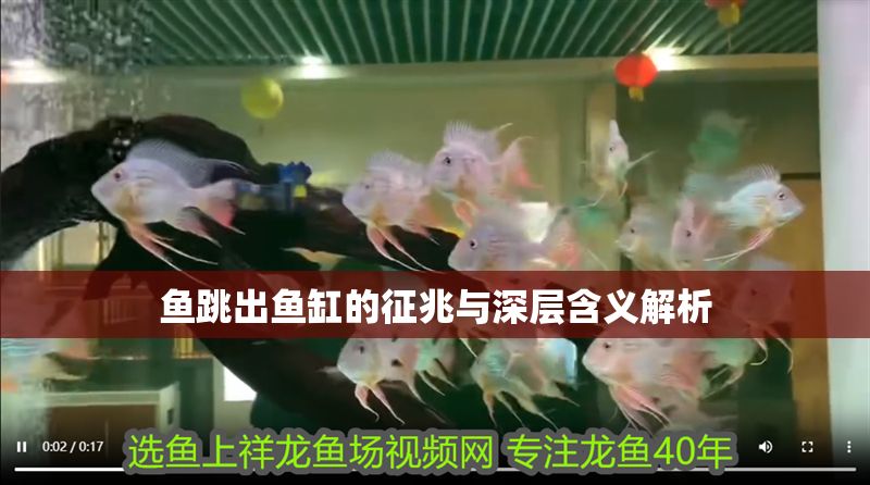 魚跳出魚缸的征兆與深層含義解析