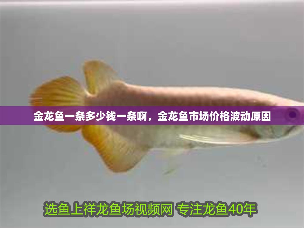 金龍魚一條多少錢一條啊，金龍魚市場價格波動原因